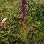 Pedicularis trichoglossa