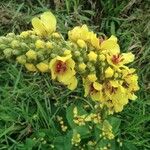Verbascum nigrum Flower