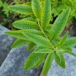 Aloysia citriodora Blad