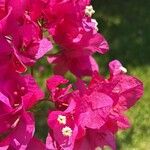 Bougainvillea spp. Flors