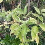 Sambucus nigra ഇല