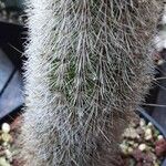 Cleistocactus variispinus List