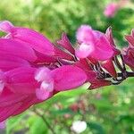 Salvia involucrata Flor