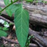 Lipandra polysperma ഇല