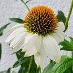 Echinacea pallida Virág