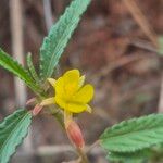 Corchorus trilocularis Flower