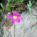 Oxalis purpurea Květ