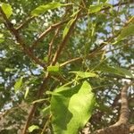 Maerua angolensis Leaf