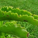 Kalanchoe lanceolata Leaf