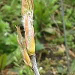 Amelanchier laevis Leaf