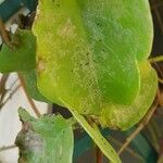 Anredera cordifolia Blad