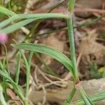 Dianthus nudiflorus ഇല