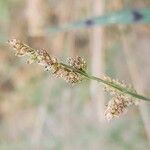 Echinochloa colona Fruto