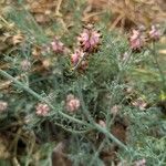 Platycapnos spicata 葉