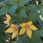 Lysimachia punctata Flower