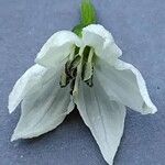 Capsicum frutescens Blomst