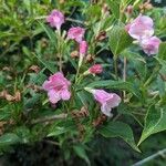 Weigela florida花