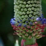 Aechmea mariae-reginae Flor