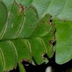 Lindsaea lancea Hoja