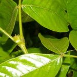 Inga sapindoides Hoja