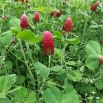 Trifolium incarnatum Λουλούδι