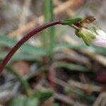 Arabis scabra Frukto