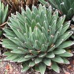 Agave victoriae-reginae Агульны выгляд