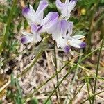 Astragalus alpinus Blomst