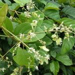 Flabellaria paniculata Flower