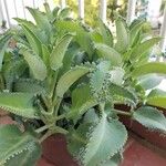 Kalanchoe laetivirensഇല