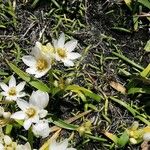 Ornithogalum thyrsoides Leaf