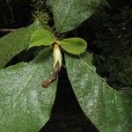 Hippotis panamensis Hoja