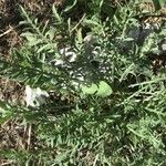 Centaurea diffusa Hoja