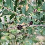 Leptospermum laevigatum Frukt