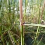 Calamagrostis pseudophragmites Corteza