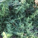 Buddleja loricata Leaf
