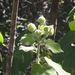 Pavonia dasypetala Flor