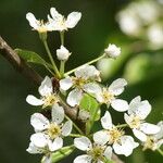 Pyrus cordataFlower
