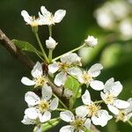 Pyrus cordataBlomma