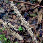 Amorpha fruticosa Fruit