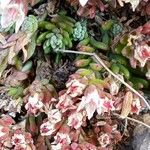 Sedum goldmanii Foglia