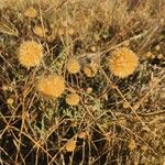 Cyathula uncinulata Frucht