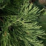 Sequoiadendron giganteum List