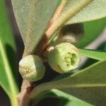 Planchonella cinerea Fruit