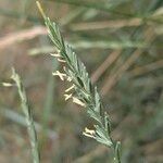 Elymus repens Flower