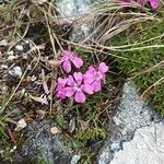 Dianthus glacialis Flower