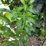 Epilobium tetragonum Leaf