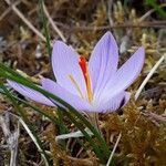 Crocus corsicus Flower