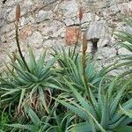 Aloe arborescens Foglia