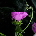 Argyreia hookeri Flower